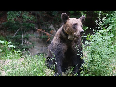 Video: Turistinis Procesijų Kelias