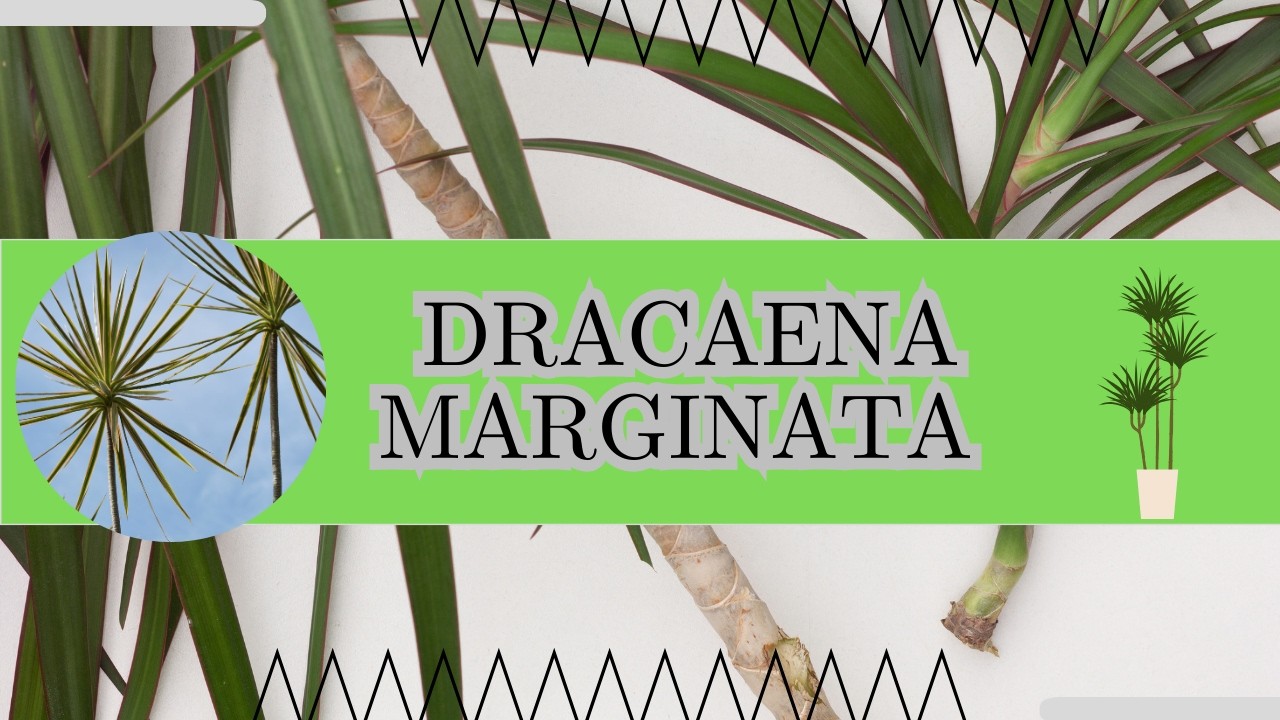Dracaena marginata: características y cuidados generales