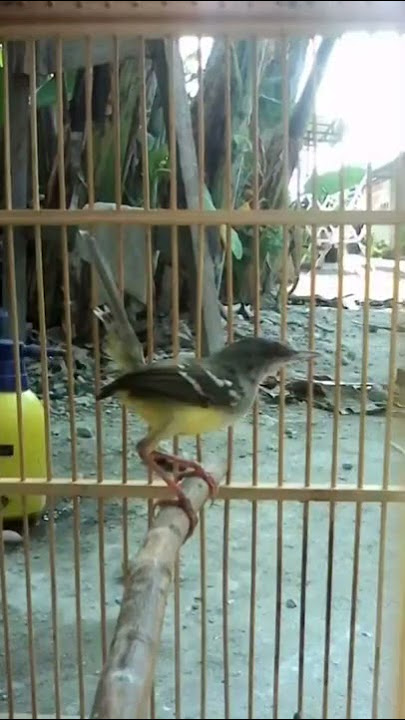 suara ciblek betina manggil jantan dijamin langsung nyaut