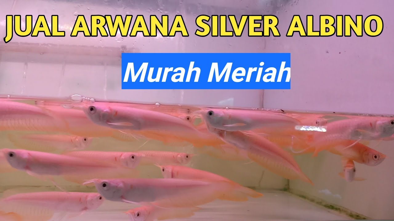 Anakan ikan arwana silver albino hasil sortir anatomi ...