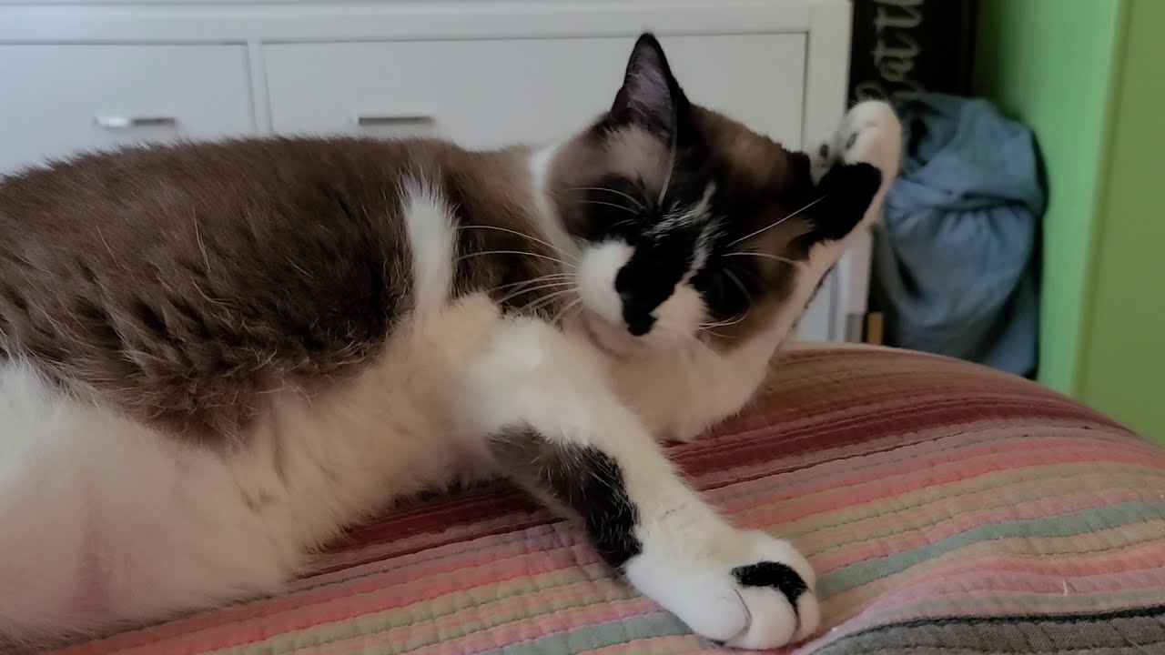 Siamese cat has 6 toes YouTube