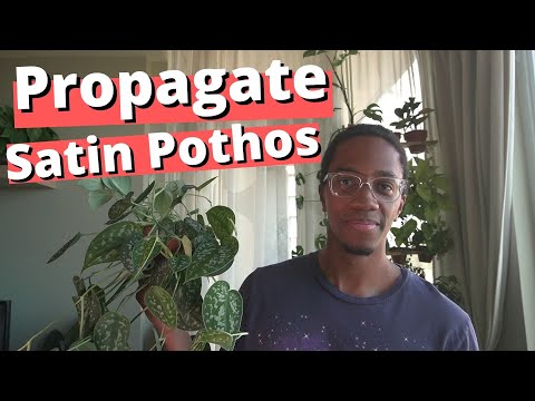 Video:  Satin Pothos