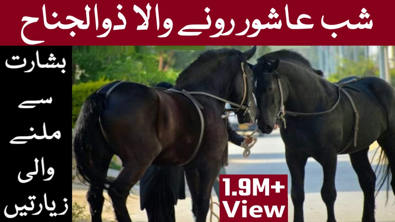 The Best Zuljanah Of Pakistan DulDul That Weeps On Ashura 10 Muharram