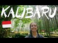 72  tranquille dans la campagne  kalibaru  indonsie java
