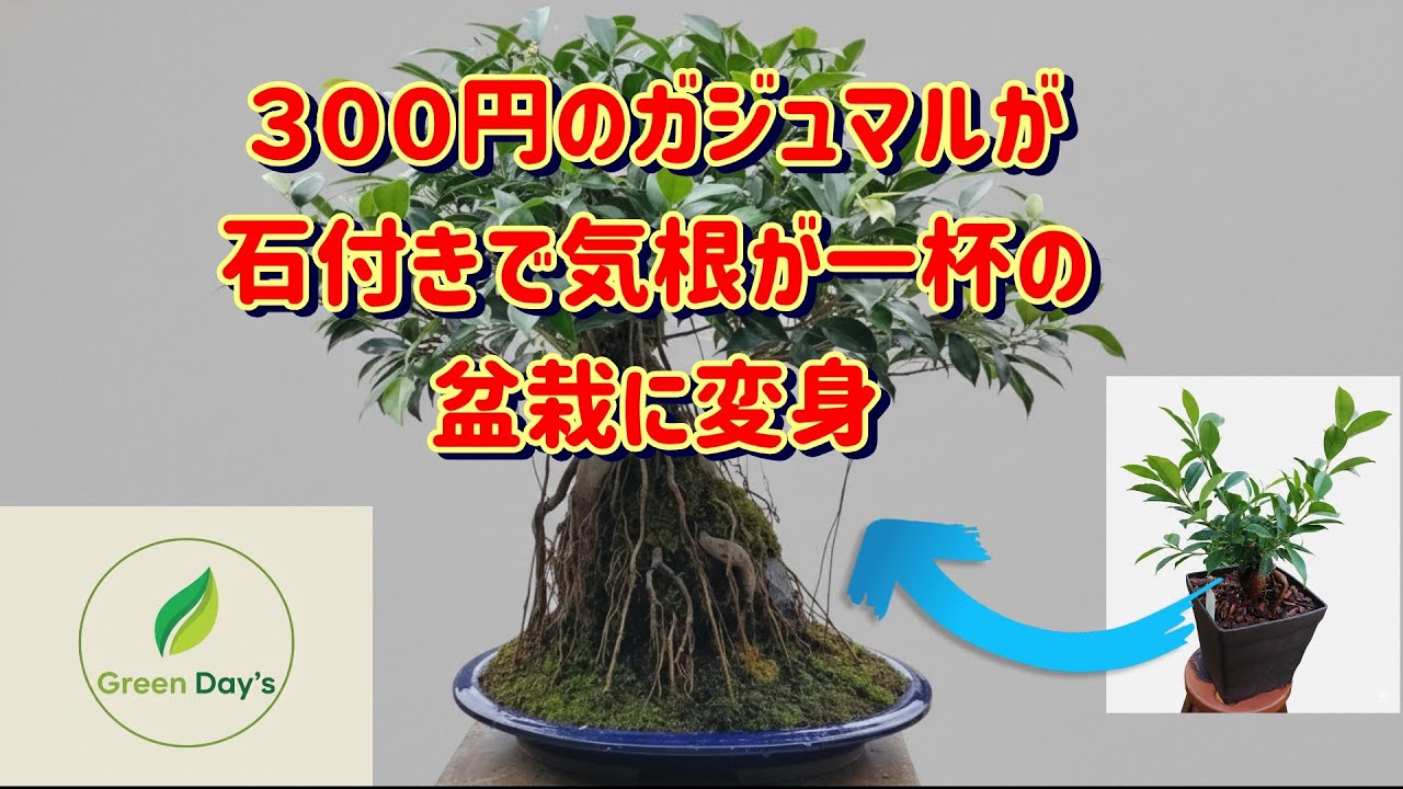 石付きガジュマル盆栽 観葉植物：ガジュマル 石付き 鉢植え 受皿付*ゼオライト | 観葉植物