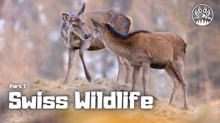 Wildlife of the Swiss Alps 🦌  | CHAPTER 13 - Wildlife Adventures