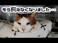 「飼いたいけど、飼わない」は立派な選択だと思います