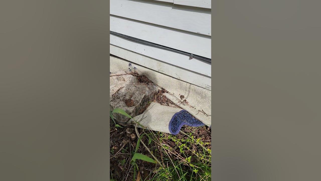 Groundhogs digging under the house again - YouTube