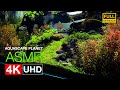 Real Sounds of Aquascaping: 90cm Tank Build ASMR | Start to Finish