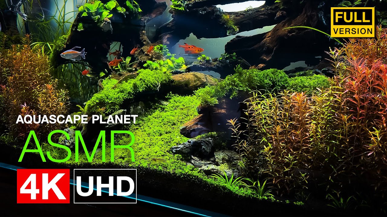[ASMR] Реальные звуки: Аквариум 90см | От начала до конца