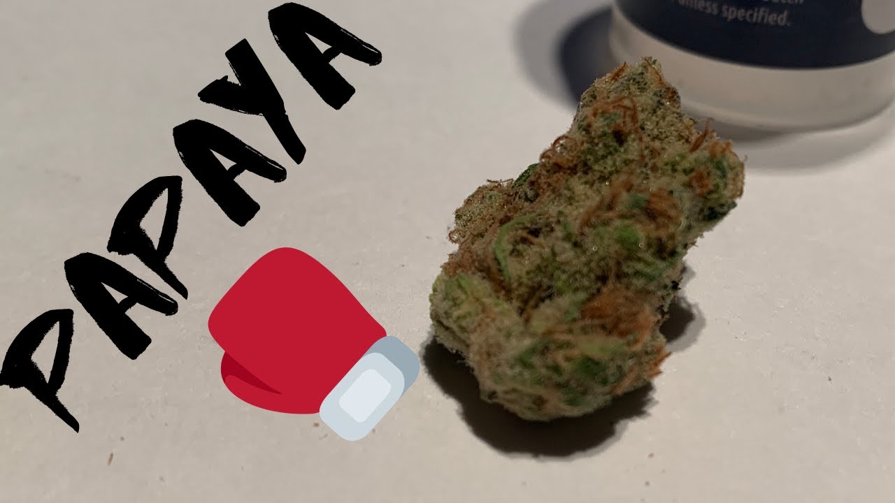 Papaya Punch Strain Review YouTube