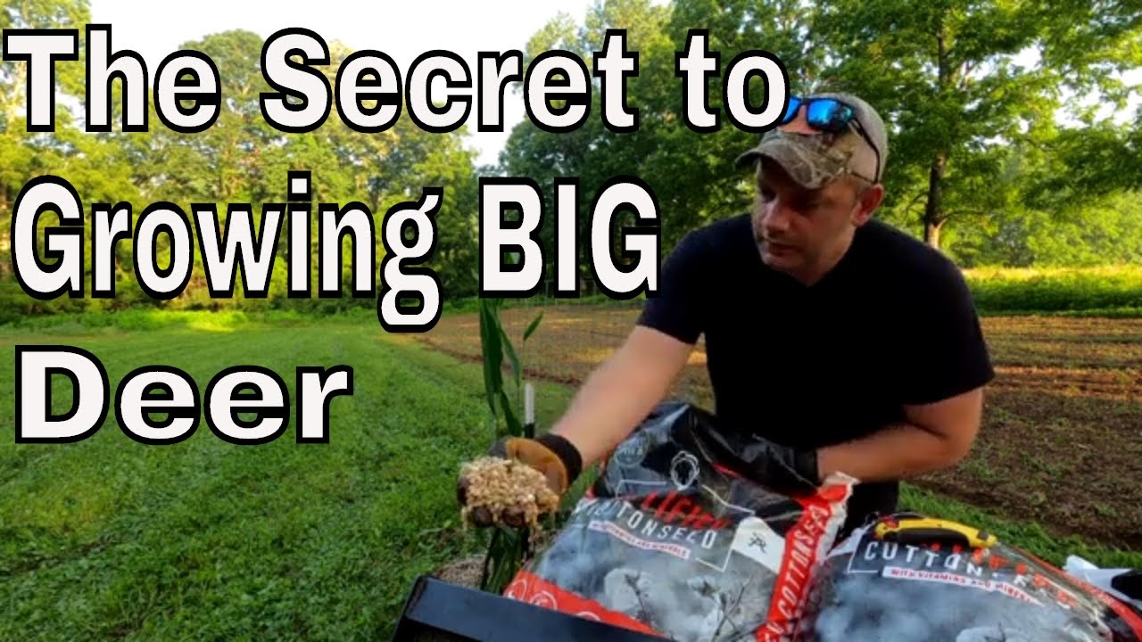 Fortified Cotton Seed for Whitetail Deer YouTube