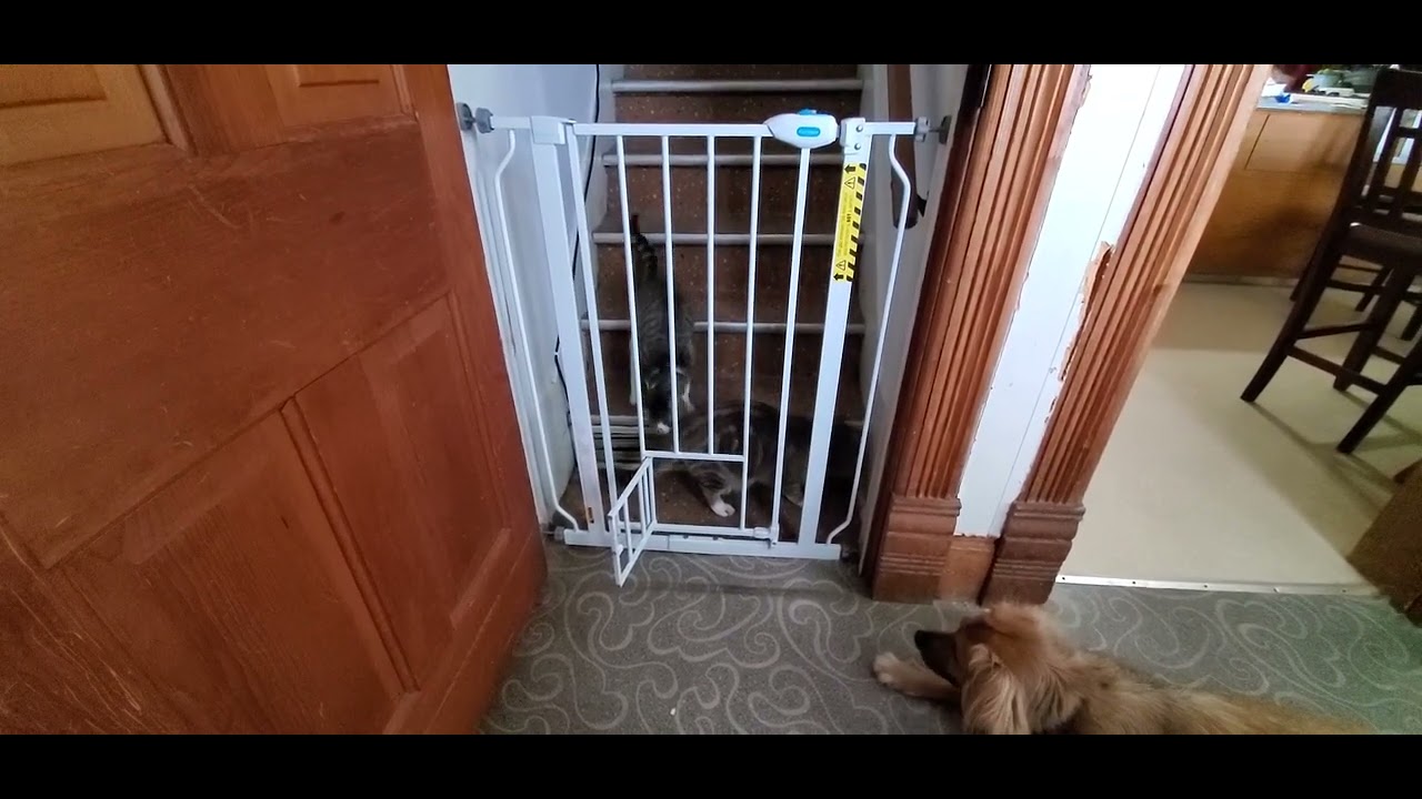 Dog waits for cat to come through cat door - YouTube