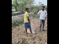 জমিতে খুব সুন্দর আলুর চাষ হয়েছে,,! আলু খেতে কেমন লাগে আপনাদের ?         #farmer #cultivation #happy