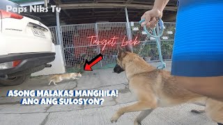 Vlog 29: HOW TO WALK A DOG WITHOUT PULLING | Tagalog Tutorial | Paps Niks TV