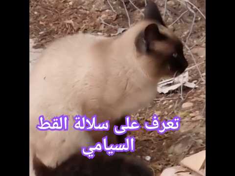 تعرف على سلالة القط السيامي