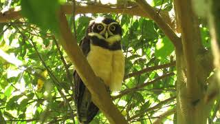 Lechuza De Anteojos, Búho De Anteojos Pulsatrix Perillata Spectacled Owl