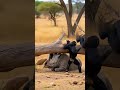 Smart monkeys rescue a rhino