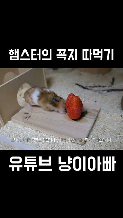 햄스터의 꼭지 따먹기