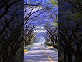 Vem a Jesus, Ó Alma Errante - hino ccb n° 75 #ccb #hinosccb #vemajesusalmaerrante#hino75ccb