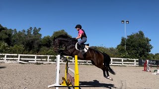 Aleksa&Nikol, Aleksa Show Jumping. Professional show jumping horse. #showjumping #sotogrande