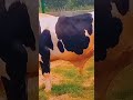 Hsgsgeeh channelplease cow animals cowbeauty tvchannel littlecow bull tvnetwork