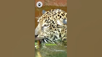 VERSATILE SPOTS LEOPARDS🐾#2 #animals  #facts  #shorts #shortvideo
