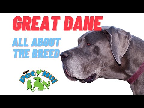 All Aout The Great Dane.mp4