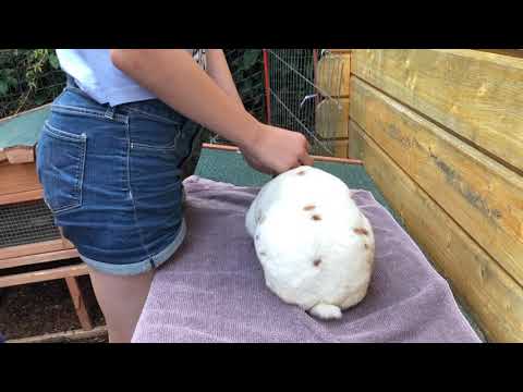 Video: Wie Man Ein Kaninchen Injiziert