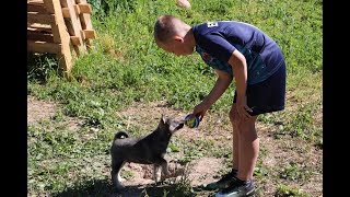 ЩЕНКИ И ЛАЙКИ ВСТРЕЧАЮТ ИЛЬЮ!!! ЩЕНКИ И ЛАЙКИ ВСТРЕЧАЮТ ИЛЬЮ!!!