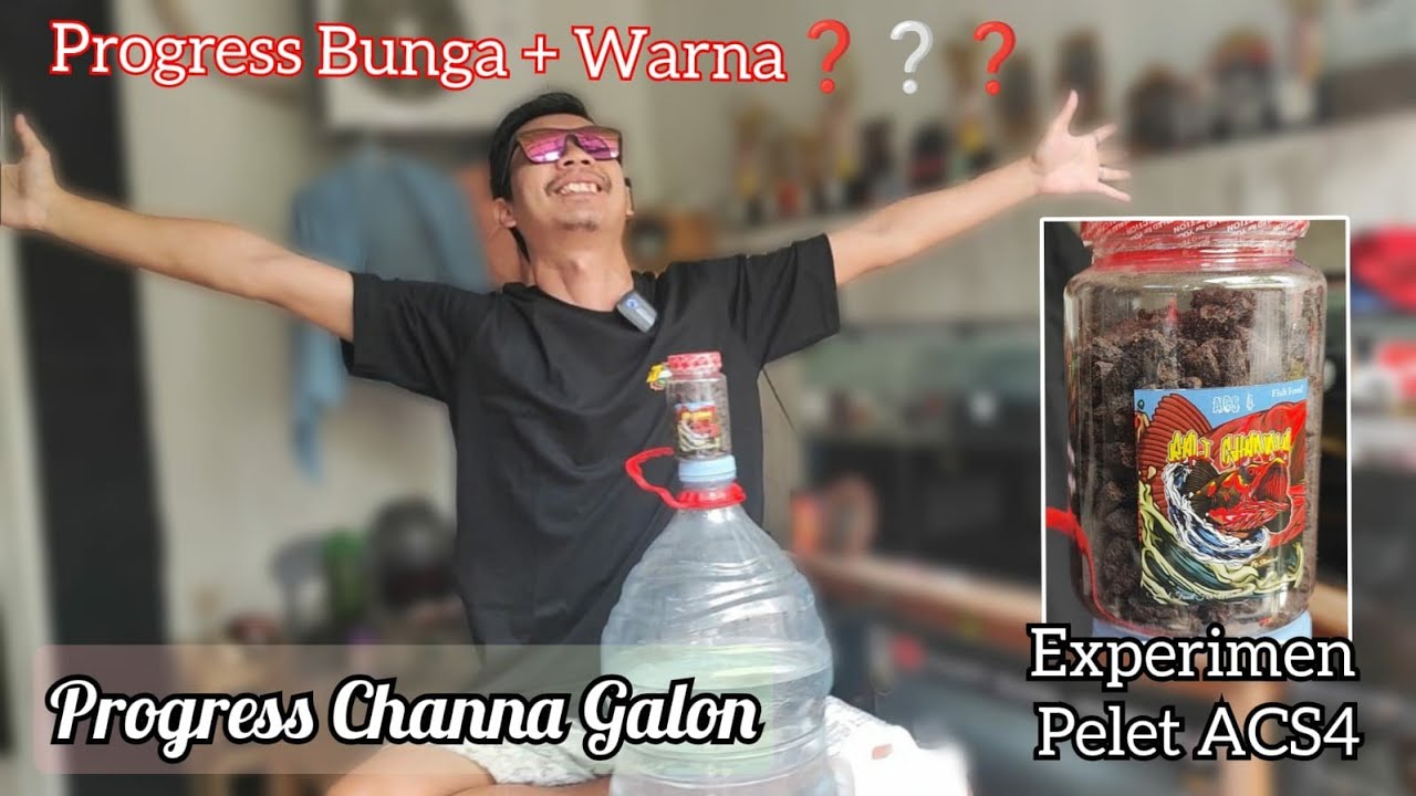 Progress Channa Maru Di Galon ❌Pelet ACS4