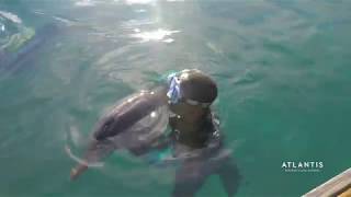 Atlantis Bahamas: Spotted Dolphin Rescue, Rehab, Release