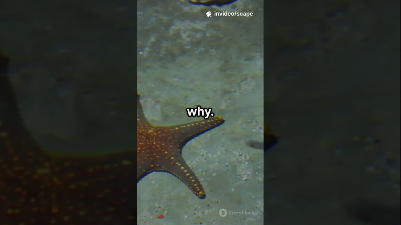 Zombie Starfish Are Melting Alive—No One Knows Why!