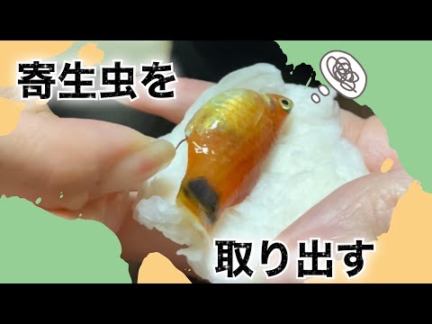 治療が難しい寄生虫　【吸血線虫】
