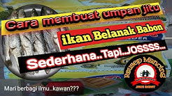UMPAN IKAN BELANAK BABON - Durasi: 8.21. 