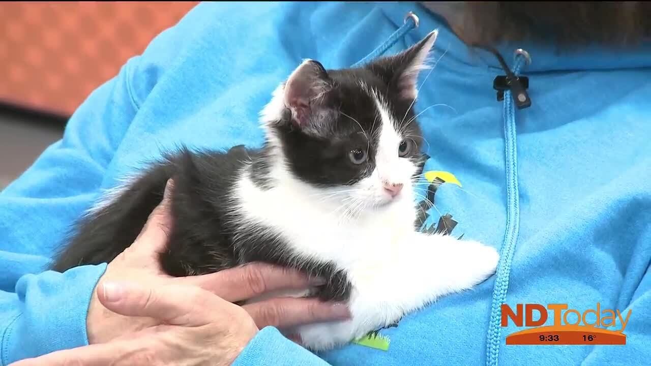 ND Today: Kitty City - YouTube