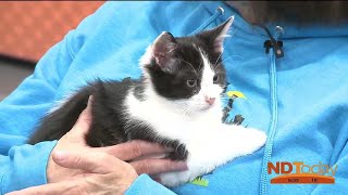 kitty様❾❸-Ⅱ 11月分 ND Today: Kitty City - YouTube