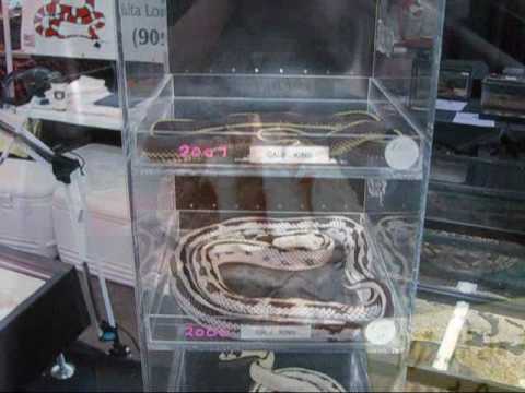 video phone beyonce mp3 Herp World Expo, May 16th, 2009