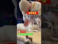 #chiropractic #duet #pistenbully #dog #puppy #animals #funny #hund #cutedog #asmrsounds