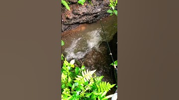 Sensasi Mancing ikan wader #mancing #fishing #mancingmania #mancingikan #video #shorts #short