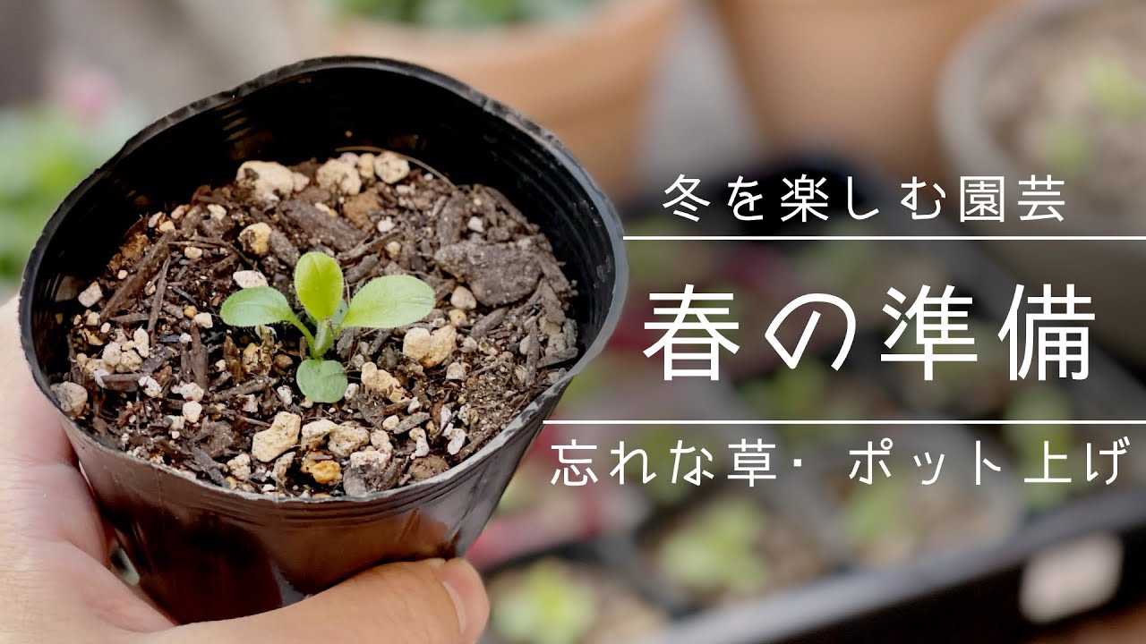 種まき 忘れな草のポット上げをやってみた インテリアグリーンも紹介 観葉植物 Youtube