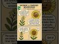 Racemose vs Composed Inflorescence .#NEET2025 #BiologyShorts #Class11Biology #NCERTBiology