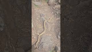 Close One #colorado #fishing #hiking #denver #snake