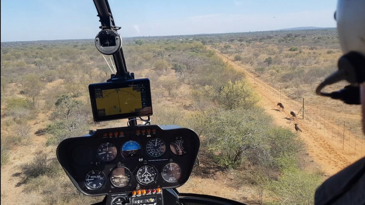 Catching Wildebeest with a Helicopter in South Africa YouTube