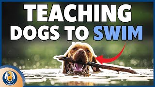 Dogs Swimming: 5 Must Do Steps For Dogs Who Hate Or Love The Water #162 #podcast