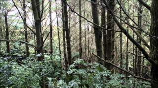 Video thumbnail of "Narnia Lullaby"