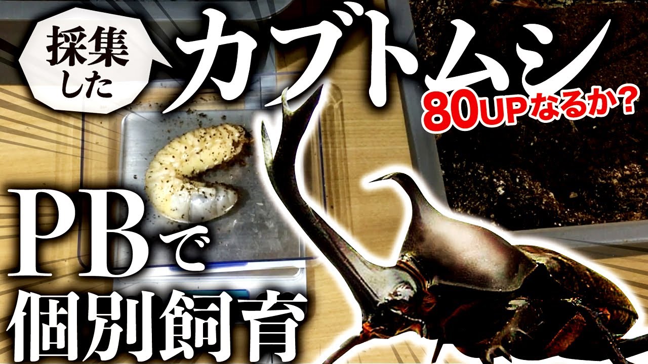 採集した地元のカブトムシ幼虫のエサ交換（クワガタ自己満ラボ） - YouTube
