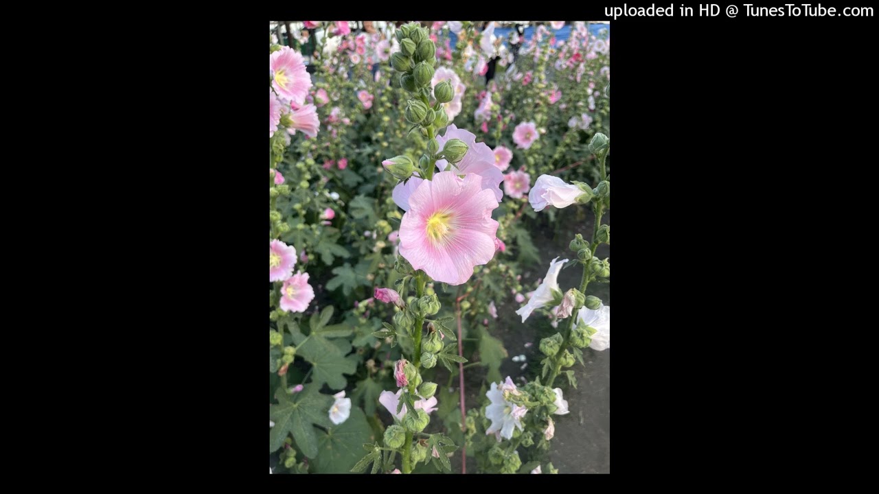 (Free) 90'rnb X Jssr , Z9 x Maiyarap Type Beat 