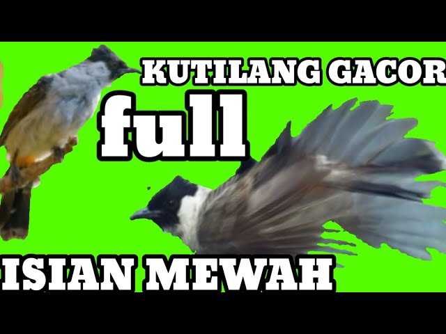 kutilang gacor full isian mewah (M&R Kicau mania) class=