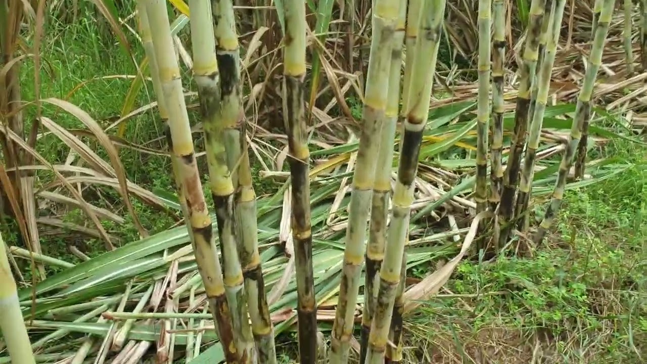 ลอกกาบอ้อยเจอหนอนลองหักออกนิดหน่อย